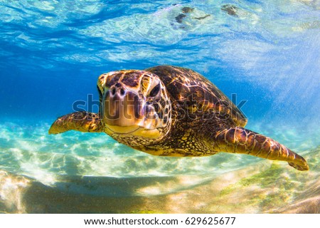 Endangered Hawaiian Green Sea Turtle
 Royalty-Free Stock Photo #629625677