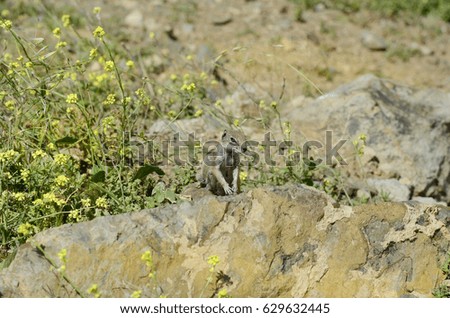 Spain, Canary Island, Fuerteventura, ground squirrel