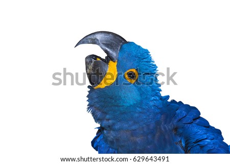 Harlequin Macaw Head Close up