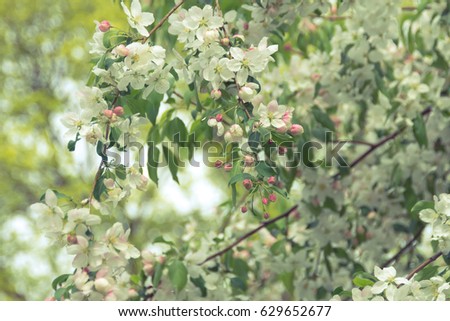 Apple Blossom Tree / Soft tone