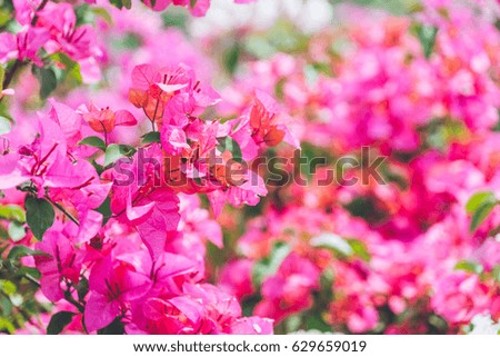 Close-Up Of Pink Flower Blooming Outdoors,shot in Shanghai,China.