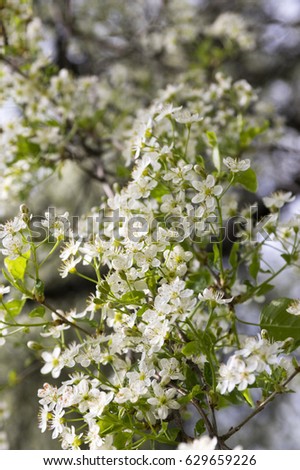 Saint Lucie Cherry Prunus mahaleb tree in bloom