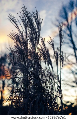 Silhouettes of Common Reed plants against cloudy colorful sunset background.