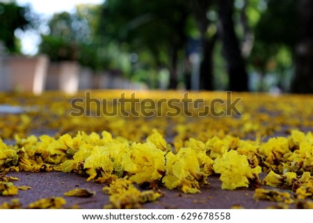 The  road with Yellow flametree (yellow-flamboyant or copperpod ) in Autumn.  Peltophorum pterocarpum is native to tropical southeastern Asia and northern Australasia
