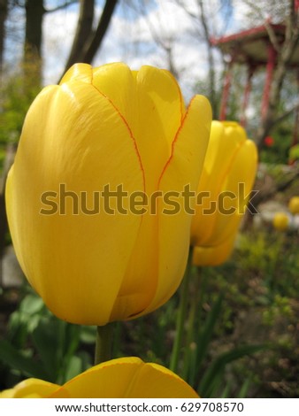 macro photo with vibrant colors of tulips with yellow petals on a background of decorative natural Park landscape as the source for design, prints, advertising, decorating
