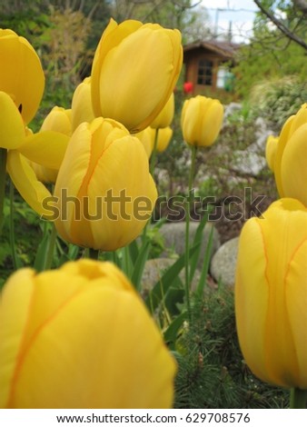 macro photo with vibrant colors of tulips with yellow petals on a background of decorative natural Park landscape as the source for design, prints, advertising, decorating