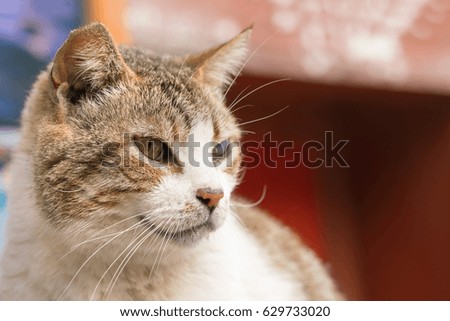 Head of white with a brown tabby cat on blurred background, close-up