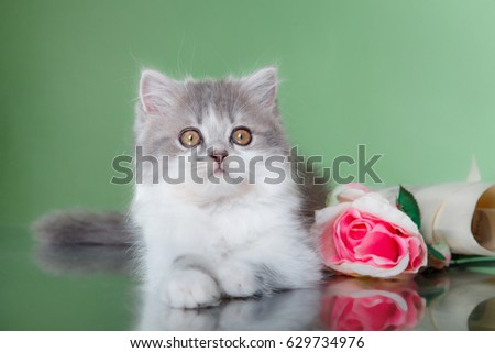 Beautiful kitten on a green background in a photo studio, portrait of a cat