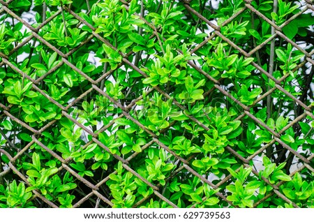 steel mesh,bush leaves