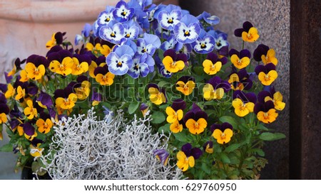 Viola tricolor pansy flowers pot close up