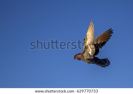 dove flying on a background of blue sky