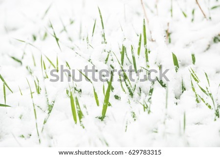 Green grass from under the snow in the spring, the return of winter or spring cooling. Weather conditions