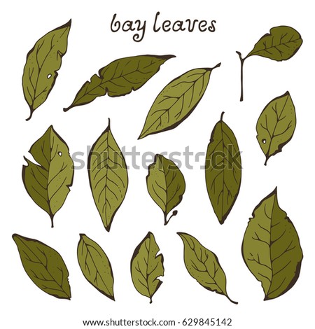 Bay leaves vector collection, herbs set isolated on white background