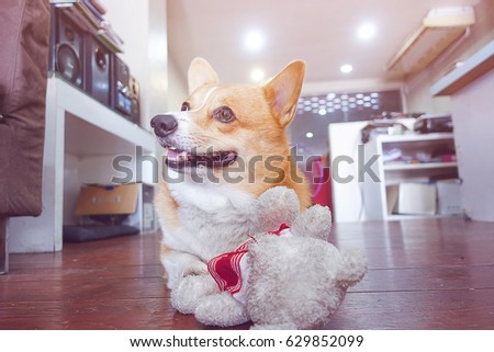 corgi dog hug white teddy bear and smile face,funny animal picture,vintage tone