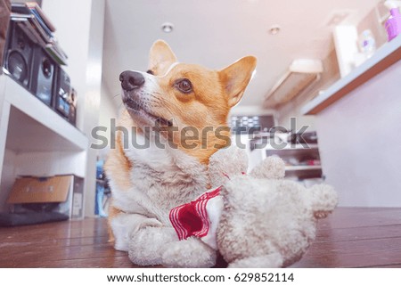 corgi dog hug white teddy bear and looking up,funny animal picture,vintage tone