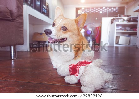 corgi dog hug white teddy bear and smile face,funny animal picture,vintage tone