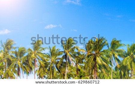 Green palm tree skyline on tropical island. Blue and sunny sky. Summer vacation banner template. Fluffy palm tree with green leaves. Coconut palm under sunlight. Exotic nature holiday postcard view