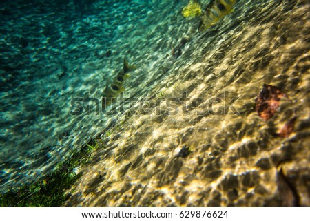 tropic fish underwater. Brazil