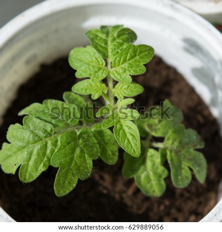 Tomato seedling grown for vegetable garden, small cherry tomato plant in plastic pot