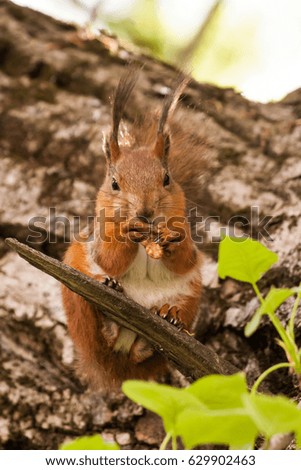 Squirrel sits on a tree holds in paws and eats peeled walnut