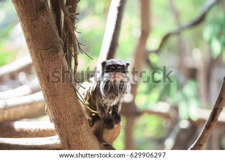 rare monkey with white bandit stripe