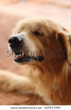 close up, dog together lying on the floor,soft focus