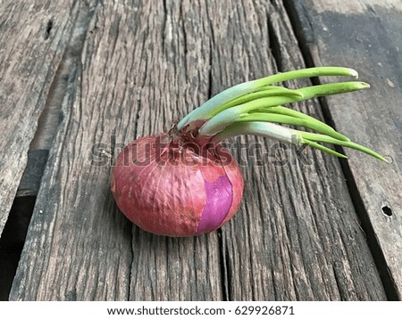 Red onion Used to cook a variety of fresh or cooked to serve as a herbal medicine to be polite.