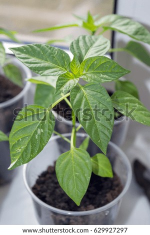 Fish chili pepper plant growing on window sill, indoor vegetable garden