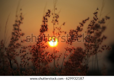 Grass / grass background with sunlight, soft focus