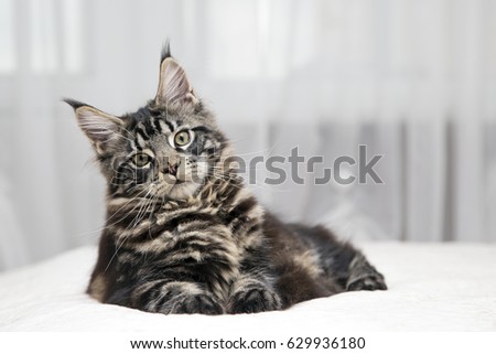  The portrait of the grown-up kitten lies on a light background.