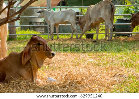 Cattle cow  farm in Thailand