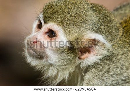 Monkey portrait Royalty-Free Stock Photo #629954504