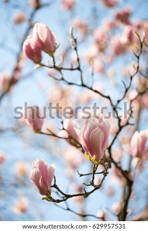 Magnolia tree in springtime