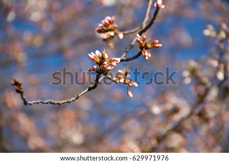 Cherry blossom bud and blurred background in springtime