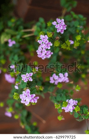 Purple little flowers on the wooden background