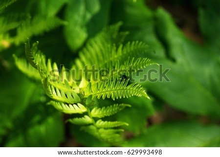 Beauty in nature exemplified by this fern photograph with a pronounced bokeh effect.