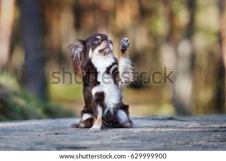 adorable chihuahua dog waves paw in the air