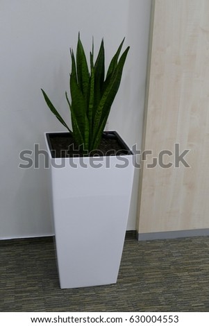 a green decorative plant in a white pot