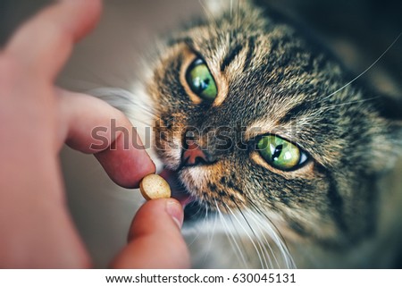 Beautiful Face Cat Girl with Green Eyes takes a Pill Close Up. Breed of cat Norsk Skogkatt also Skogkatter and Skovkatter or Wegie Royalty-Free Stock Photo #630045131