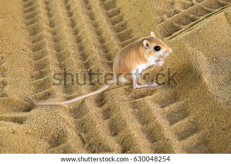Desert kangaroo rat
