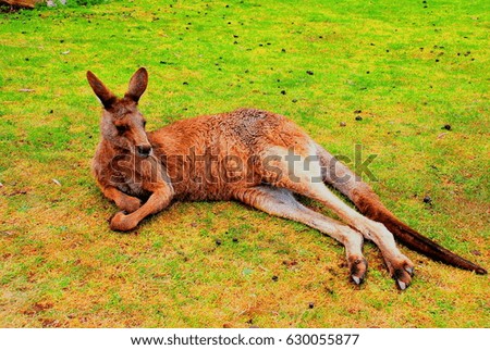 Kangaroo lying