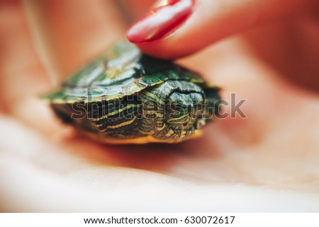 Little Home Green Family Pet Turtle Closeup in the Hands of a Girl