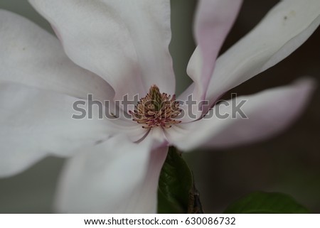 Center of a tree magnolia