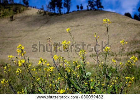 Yellow Wild Flower Blossoms in the morning at Ranu Kumbolo Hill, Bromo Tengger Semeru National Park East Java Indonesia on November 2016
