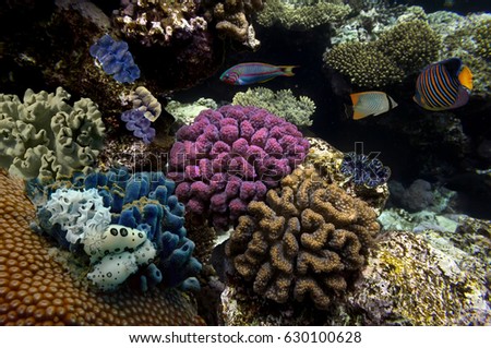 Photo of a coral colony on a reef, Egypt 