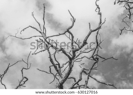 Black and white branches of the tree.
