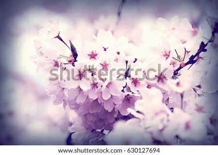 Vintage style photo of cherry tree blossoming