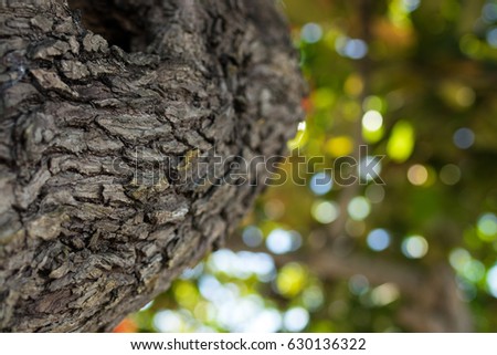 Close up of tropical tree on Bali island, Indonesia. Pattern wood backgroundm sunny day, beautiful colors.
