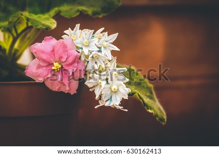 Beautiful retro picture of a violet and small white flowers on a brown clay background