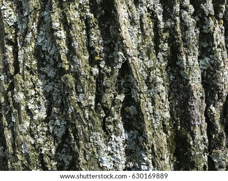 wood pattern and moss